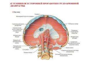 2 техники всесторонней проработки грудо-брюшной диафрагмы.png